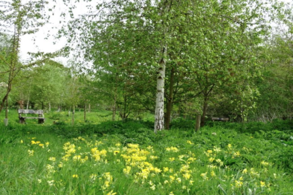 green woodland burial site using Epitrace natural burials tag and locate burials system.